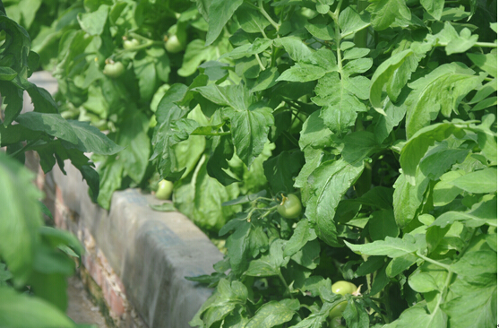 1494548319123517.jpg 4.jpg