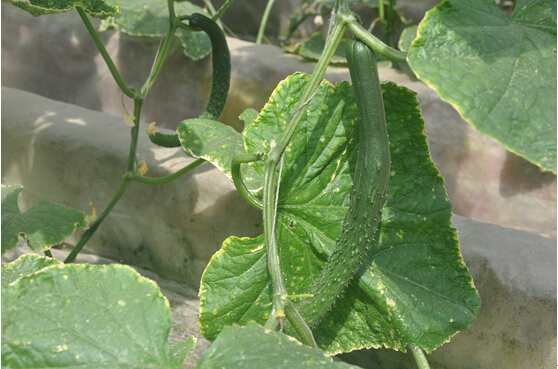 1494548326472514.jpg 5.jpg